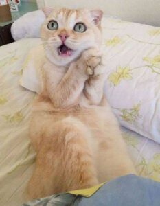 allatok-akik-szineszi-tehetseggel-birnak-26793ded