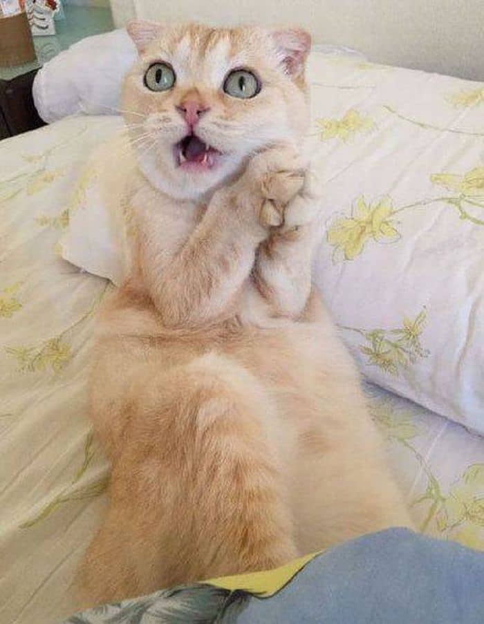 allatok-akik-szineszi-tehetseggel-birnak-26793ded