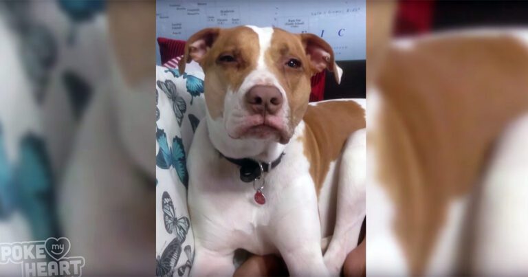 altatodal-1-768x403-1