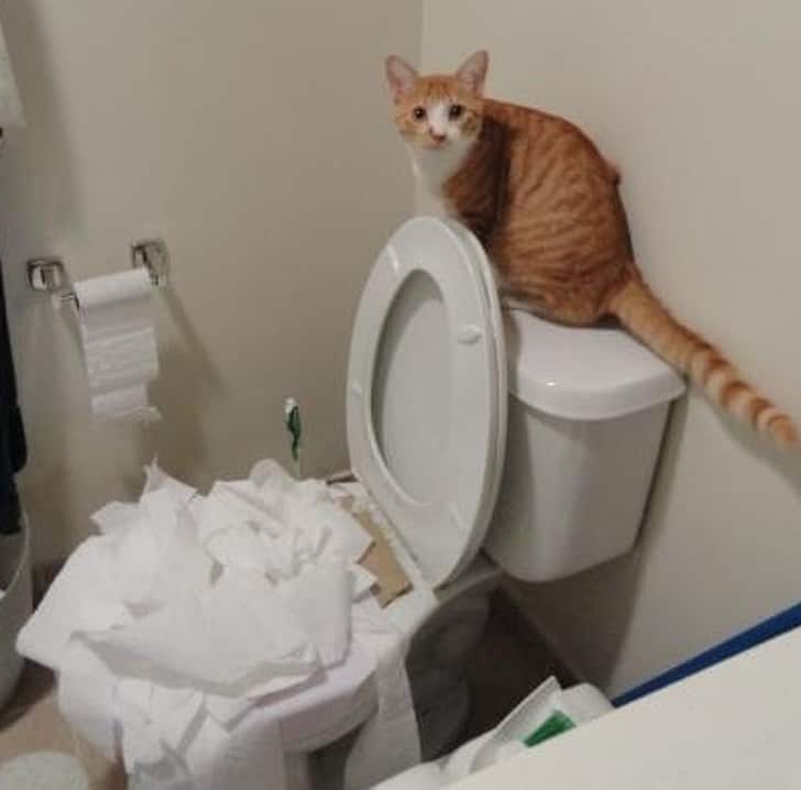 Vicces kutya a romok k&ouml;z&ouml;tt