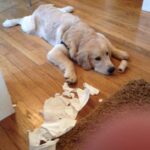 Amikor a kedvencünk felforgatja az otthont: 10 vicces kifogás