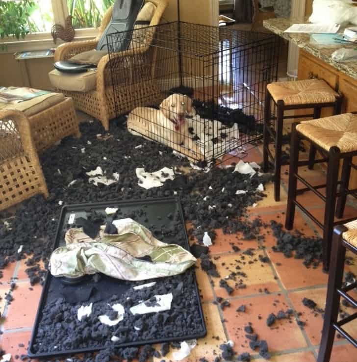 kedvencek hatalmas felfordul&aacute;st okoztak