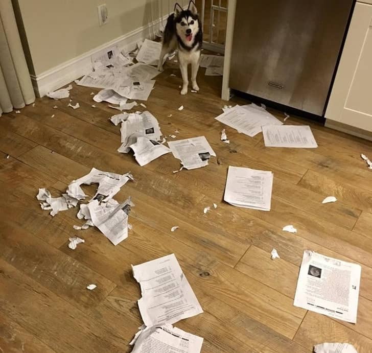 Vicces kutya a romok k&ouml;z&ouml;tt