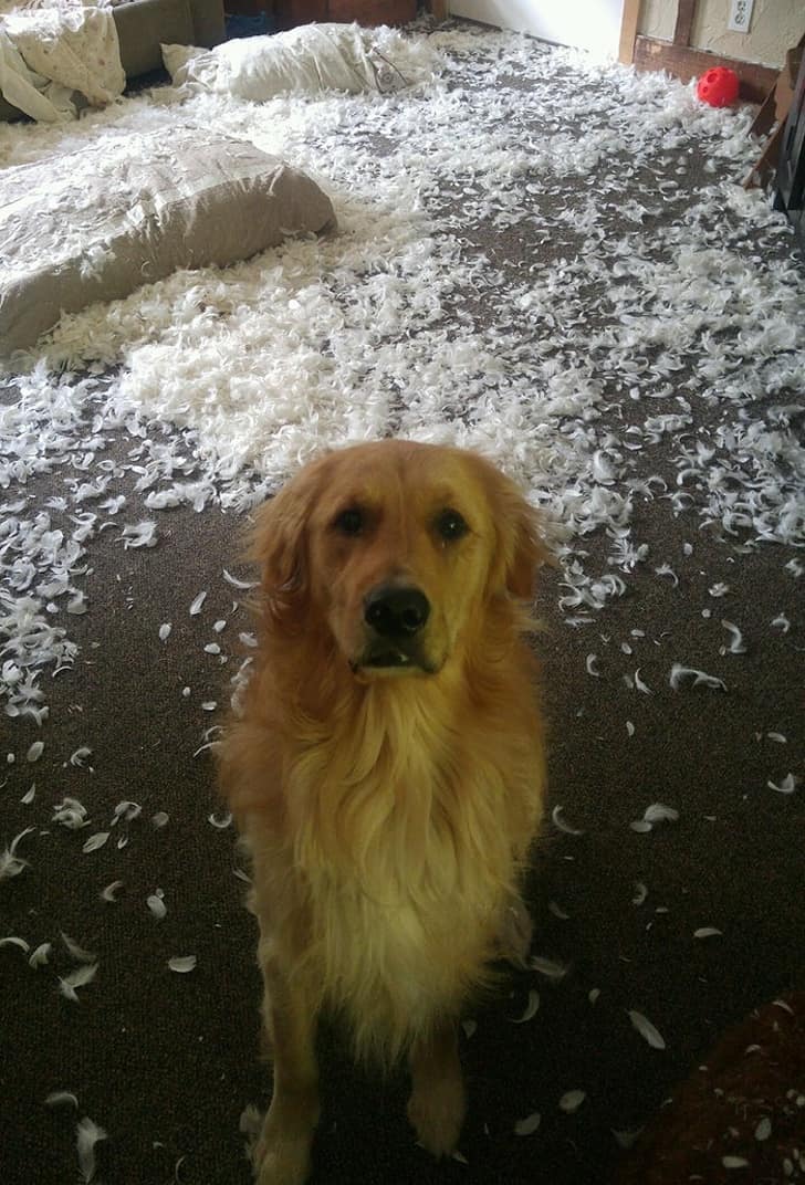 Vicces kutya a romok k&ouml;z&ouml;tt