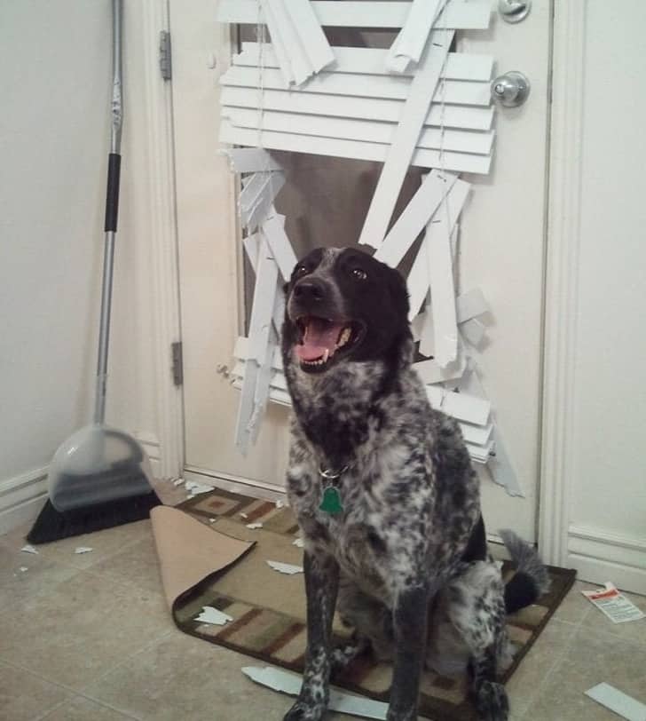 Vicces kutya a romok k&ouml;z&ouml;tt