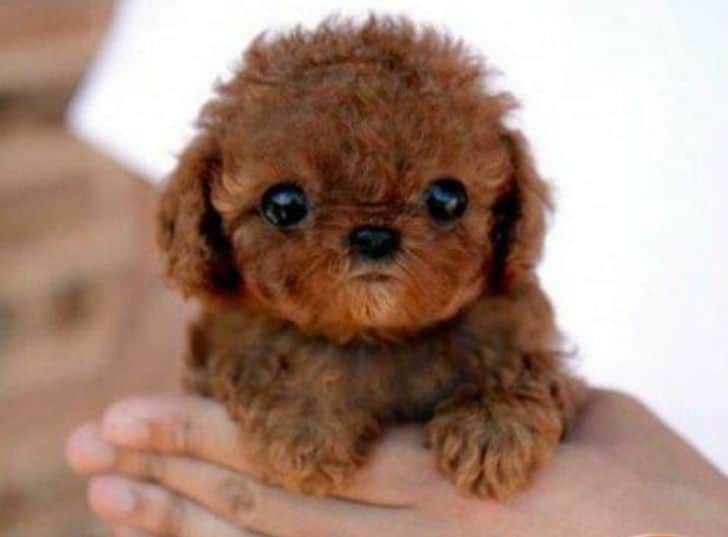 aranyos-kisallatok-akiktol-biztosan-mosolygos-napod-lesz-7e4c7e7d