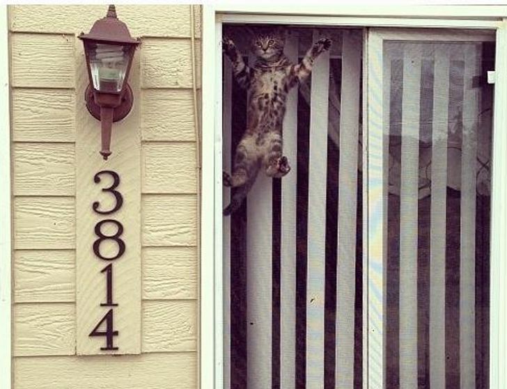 az-allatok-szeretete-15-bizonyitek-hogy-mennyire-fontosak-szamunkra-b41b3f3f