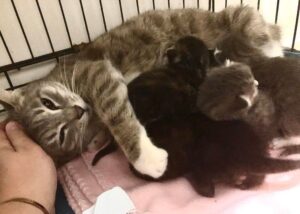 az-allatvilag-legcsodalatosabb-anyukai-17e7f45e