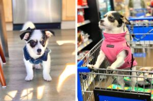 az-ido-mulasa-17-haziallat-atalakulasa-regen-es-most-31aa7510