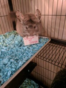 az-oszinte-szeretet-ereje-9-meghato-kep-a-gazdik-vilagabol-e593d318