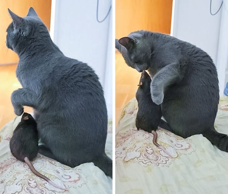 baratsag-hatarok-nelkul-20-meglepo-allati-kapcsolat-22a8d6c0