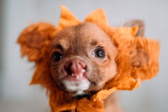 bruno-a-kulonleges-csivava-hogyan-talalt-ra-a-szereto-otthonra-9d16cd3d