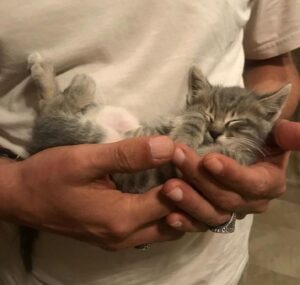 csodas-atalakulasok-az-allatok-akik-a-szeretet-erejevel-talaltak-meg-uj-otthonukat-4dc2c4bb