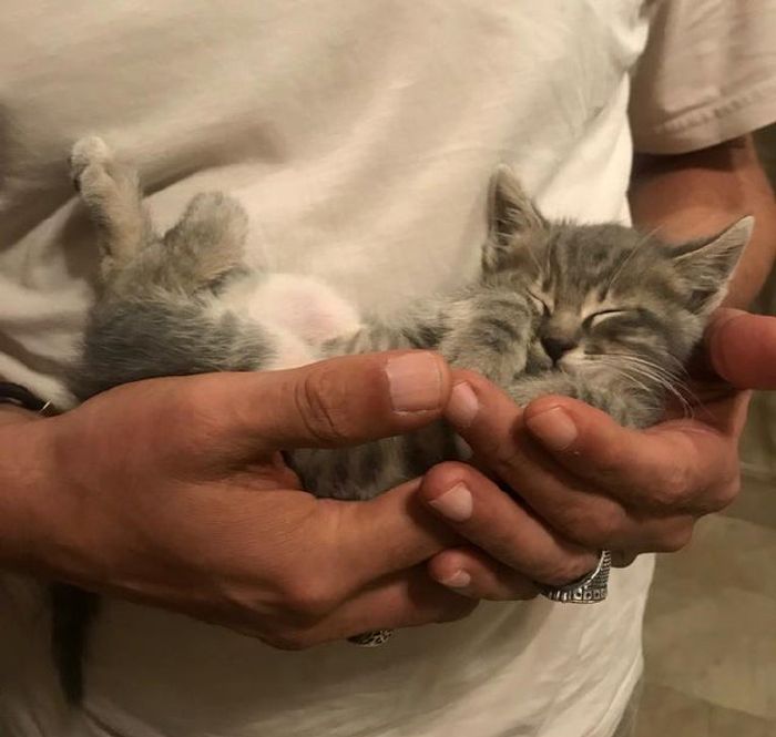 csodas-atalakulasok-az-allatok-akik-a-szeretet-erejevel-talaltak-meg-uj-otthonukat-4dc2c4bb