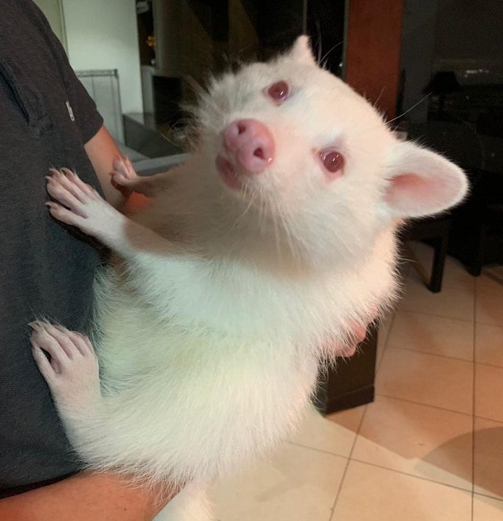 cuki-allatok-akiket-azonnal-imadni-fogsz-ca8ac07f