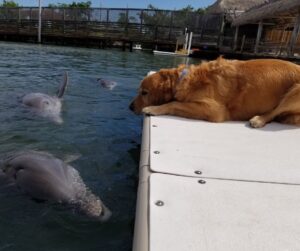 delfin-es-kutya-egy-kulonleges-baratsag-tortenete-5ffce836