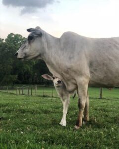 edes-allatmamak-es-kolykeik-szeretet-a-termeszetben-6b7a2363