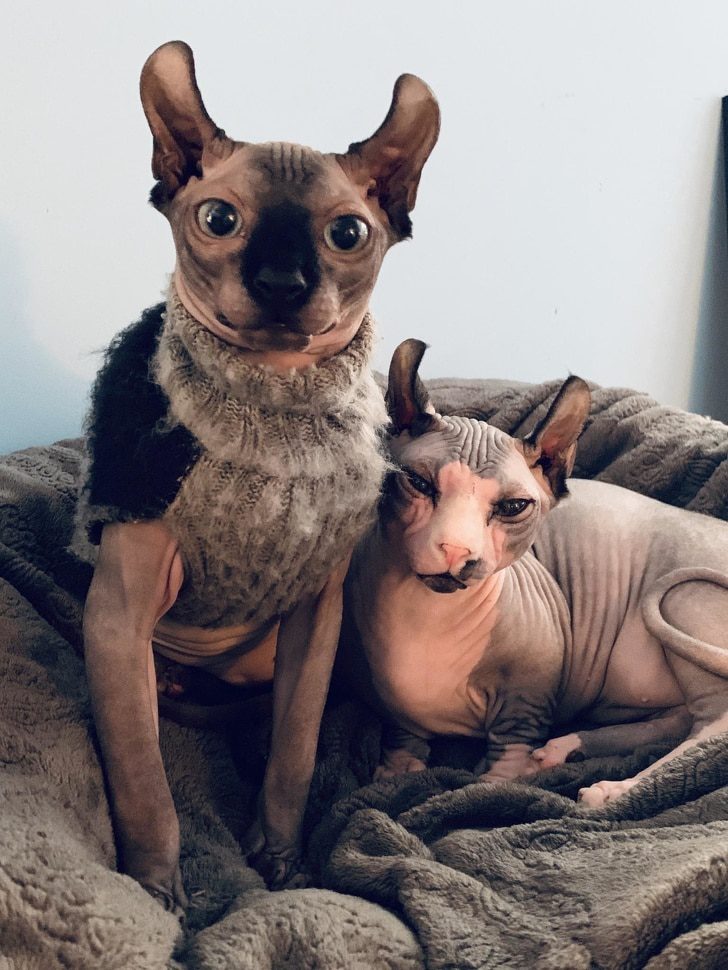 egyedi-allatok-15-kulonleges-kedvenc-a-termeszet-ajandekakent-d2cd0f96