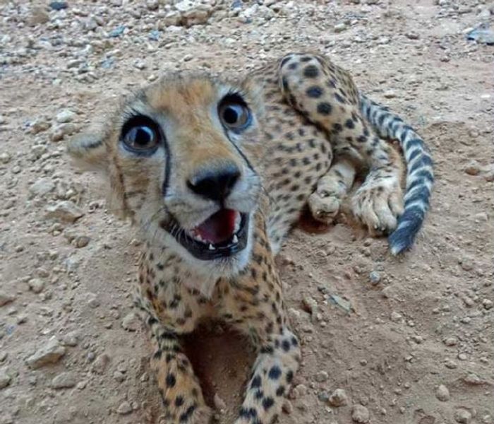 f&eacute;lelmetes &aacute;llatok cukik7