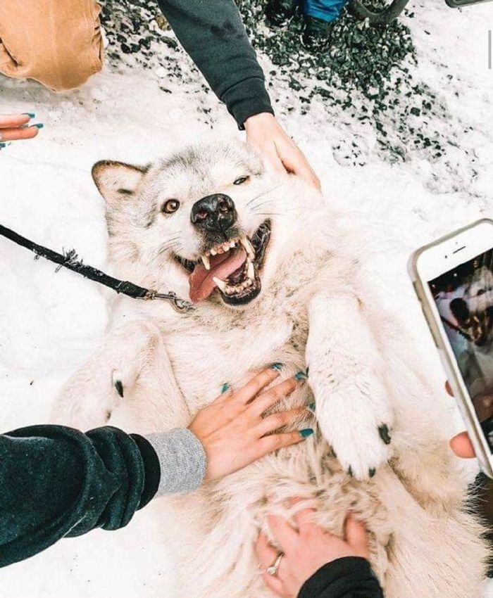 f&eacute;lelmetes &aacute;llatok cukik3