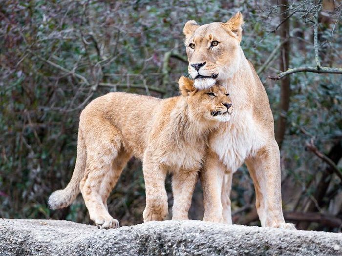 f&eacute;lelmetes &aacute;llatok cukik6