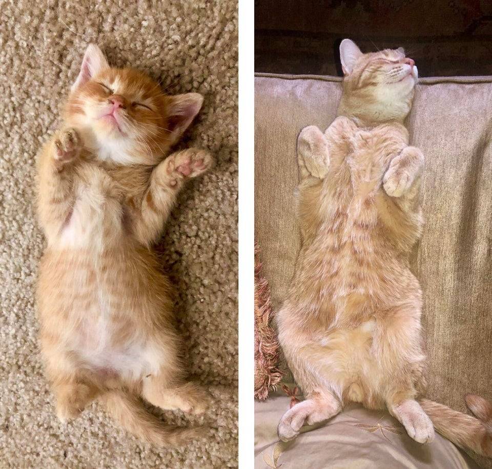 felnott-haziallatok-akik-megoriztek-gyermeki-szokasaikat-3dbd6f54