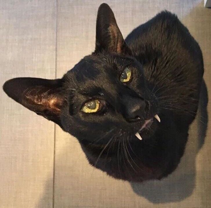 hibasnak-itelt-kisallatok-akik-megis-elraboljak-a-szivunket-805d6cb5