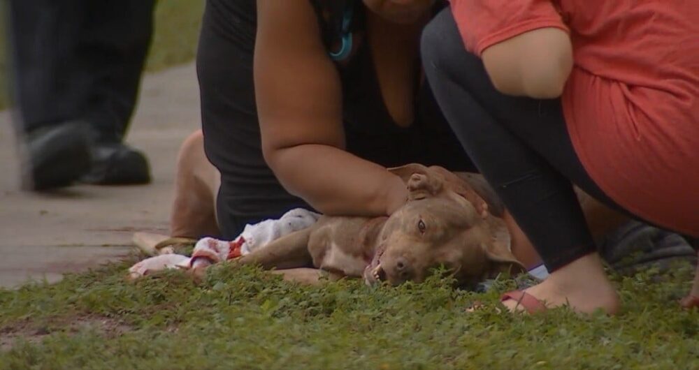 hos-pitbull-a-kutya-aki-eletet-adta-gazdaja-biztonsagaert-61581f86