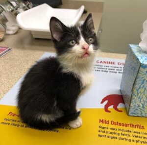 hosies-emberek-akik-nem-haboztak-segiteni-bajbajutott-allatokon-828ea7e6