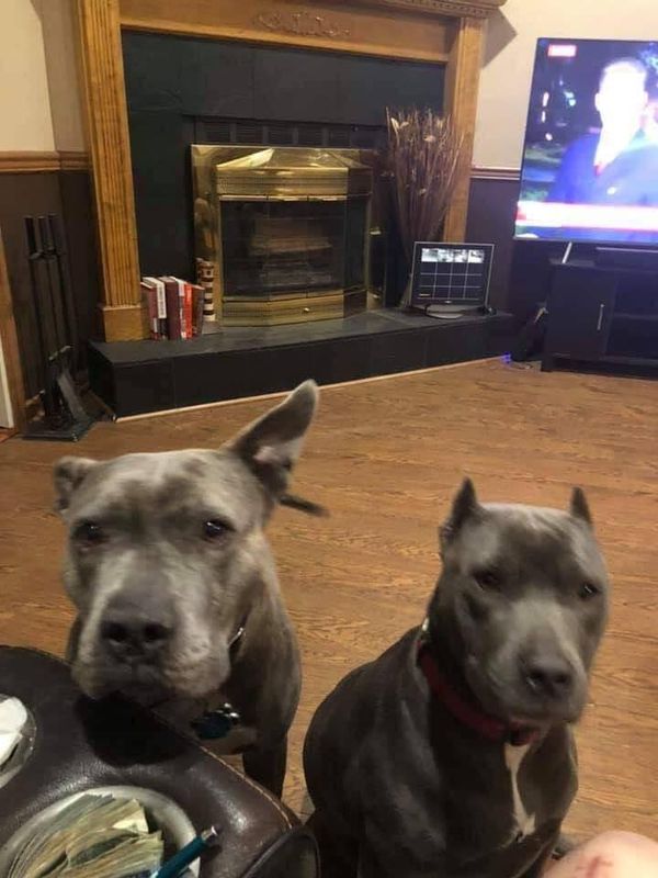 huseg-es-batorsag-hogyan-mentettek-meg-pitbullok-egy-ferfit-22139603