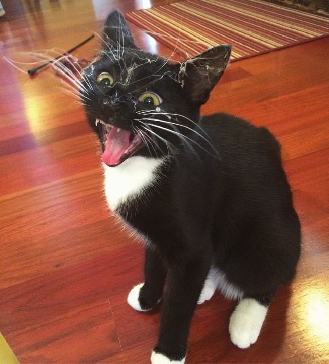 Kis kedvenceink színészi tehetsége: 16 állat, aki lenyűgöző érzelmeket mutat 221 állatok ügyesen színészkednek7