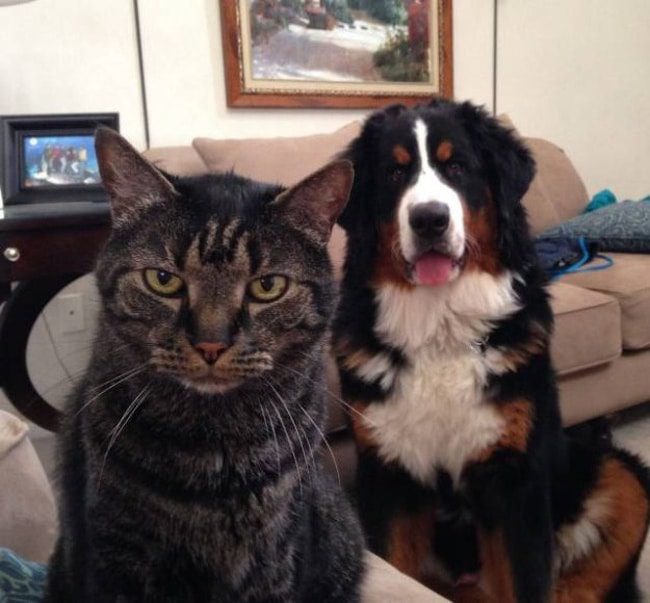 Kis kedvenceink színészi tehetsége: 16 állat, aki lenyűgöző érzelmeket mutat 220 állatok ügyesen színészkednek4