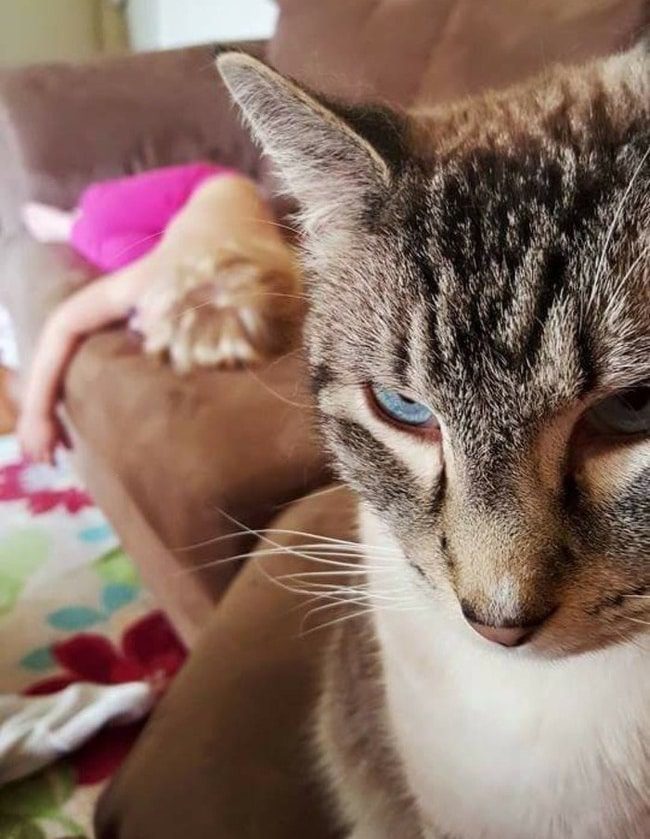 Kis kedvenceink színészi tehetsége: 16 állat, aki lenyűgöző érzelmeket mutat 218 állatok ügyesen színészkednek6