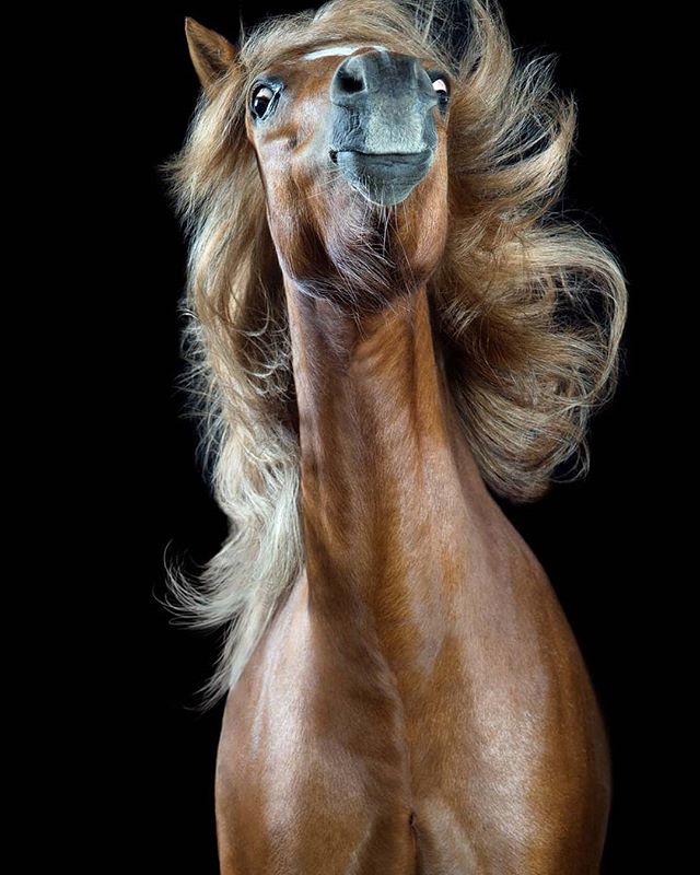 Kis kedvenceink színészi tehetsége: 16 állat, aki lenyűgöző érzelmeket mutat 219 állatok ügyesen színészkednek5