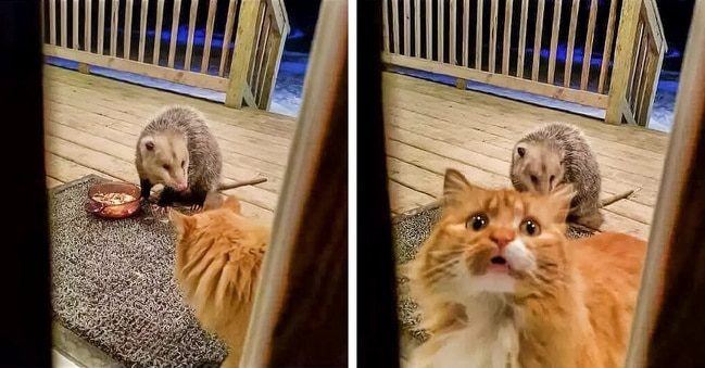 Kis kedvenceink színészi tehetsége: 16 állat, aki lenyűgöző érzelmeket mutat 222 állatok ügyesen színészkednek1