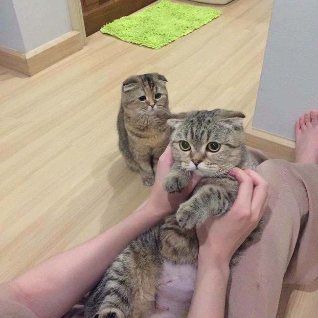 Kis kedvenceink színészi tehetsége: 16 állat, aki lenyűgöző érzelmeket mutat 216 állatok ügyesen színészkednek2