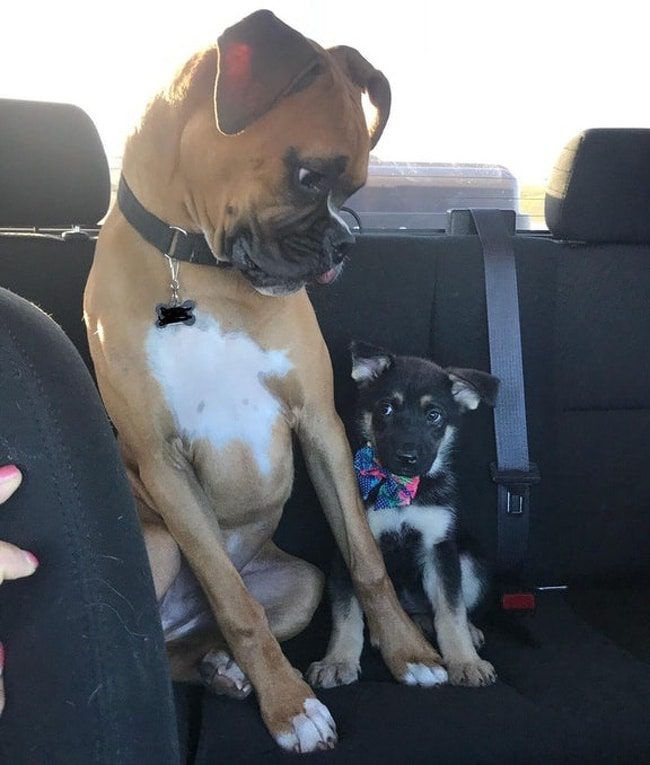 Kis kedvenceink színészi tehetsége: 16 állat, aki lenyűgöző érzelmeket mutat 215 állatok ügyesen színészkednek8