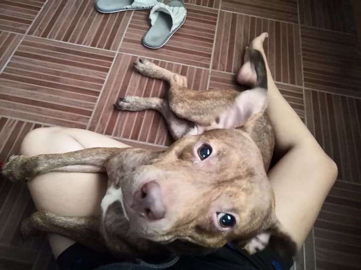 kisallatok-a-boldogabb-elet-titkai-ed4346d2