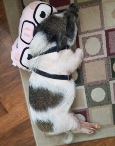 kismalacok-a-csaladban-aranyos-pillanatok-egy-kulonleges-kedvenccel-7d90f6c8