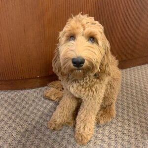 kutyak-akik-hosokke-valtak-kulonleges-kutyusok-akik-erdemelnek-37f7a6b5