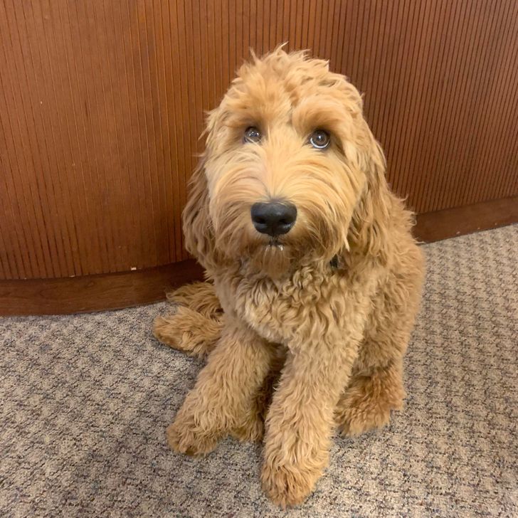 kutyak-akik-hosokke-valtak-kulonleges-kutyusok-akik-erdemelnek-37f7a6b5