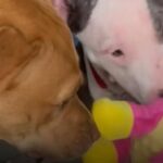 Lexie, a megmentett pitbull története