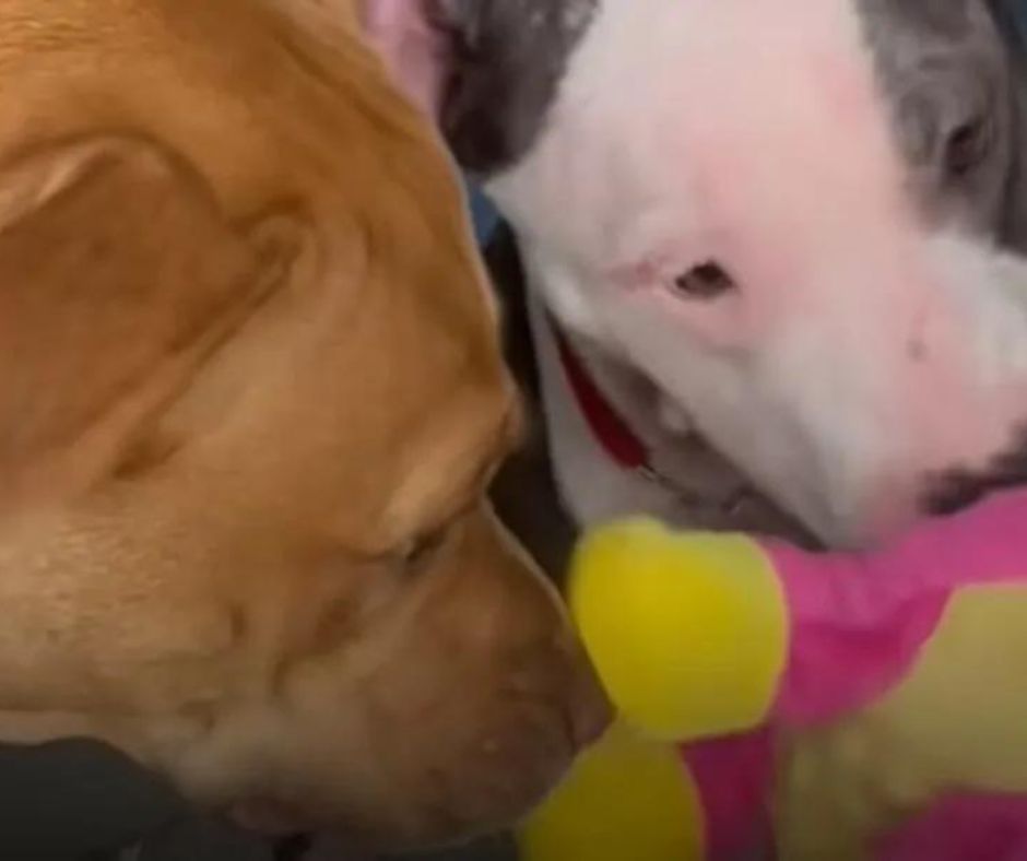 lexie-a-megmentett-pitbull-tortenete-2b976262