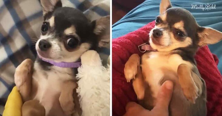 lucille-a-csivava-elso-tapasztalata-a-hasdorzsolessel-105cce59