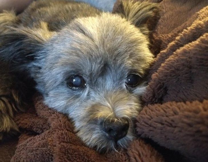 masodik-esely-18-allat-aki-ujra-boldog-lehetett-634d8294