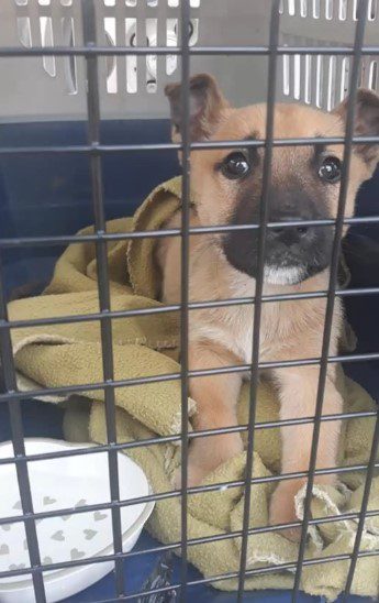 mateo-a-segito-csivava-hogyan-tanitja-testveret-porazon-setalni-10bb5964