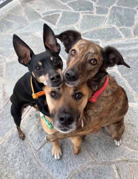 seg&iacute;tők&eacute;szkutya 