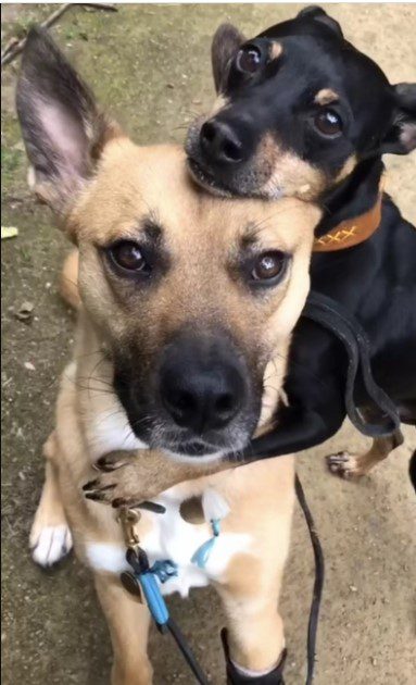 seg&iacute;tők&eacute;szkutya 