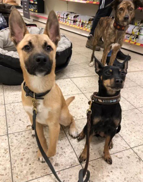 seg&iacute;tők&eacute;szkutya 