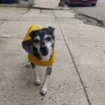 Nyugdíjas kedvencek: 15 szeretett családi tag, akik örökre a szívünkben élnek